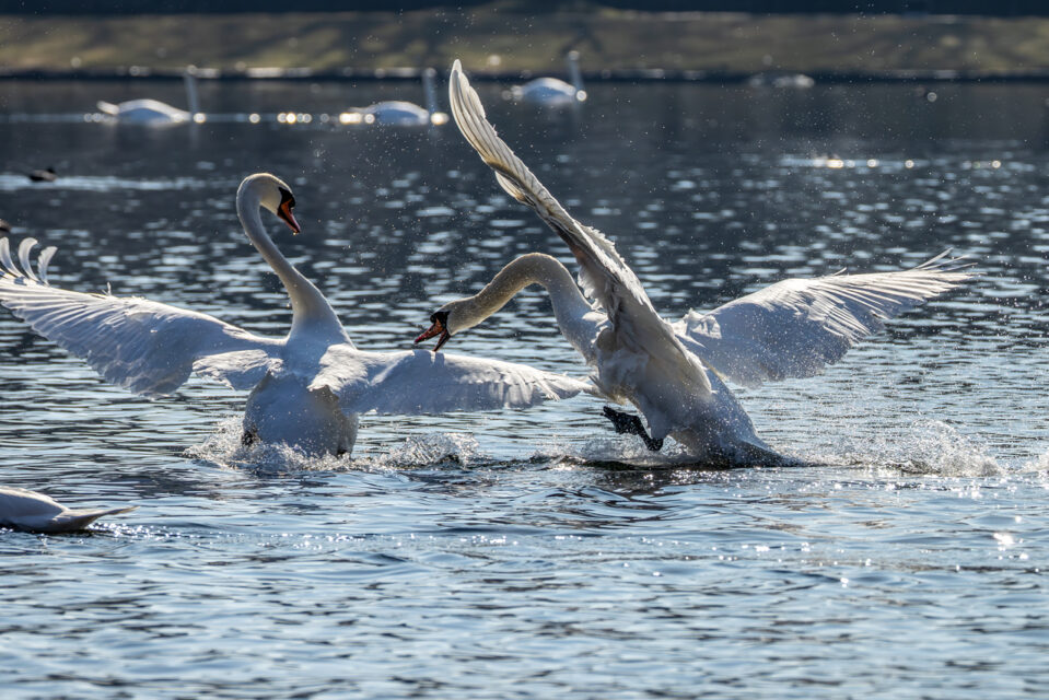 Revierstreitigkeiten unter den Höckerschwänen