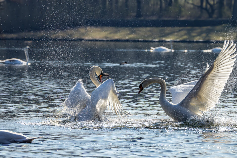 Revierstreitigkeiten unter den Höckerschwänen