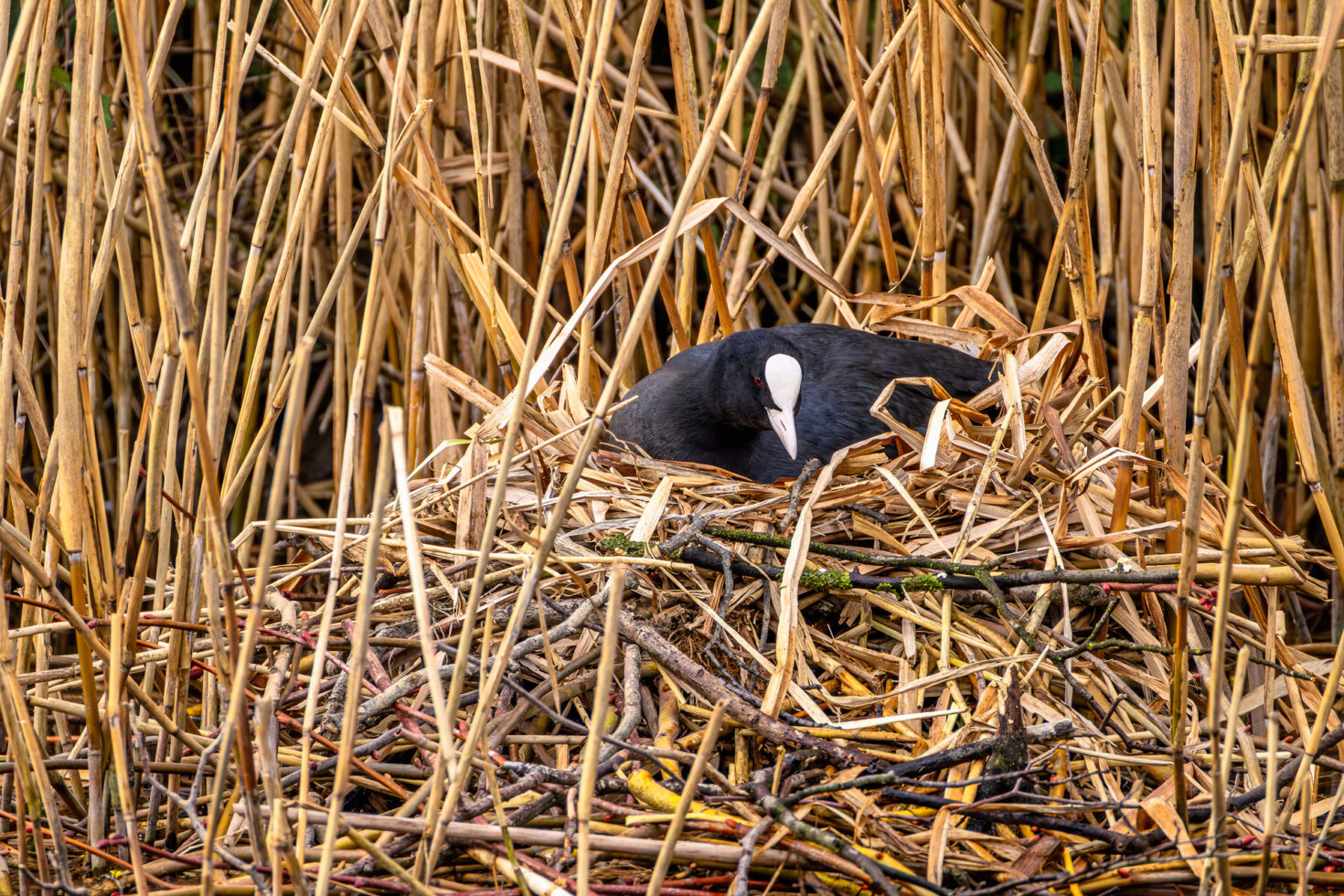 Blässhuhn auf seinem Nest (mit 1120 mm aus großer Entfernung und mit Wassergraben dazwischen geschossen, sodass keine Störung entsteht)
