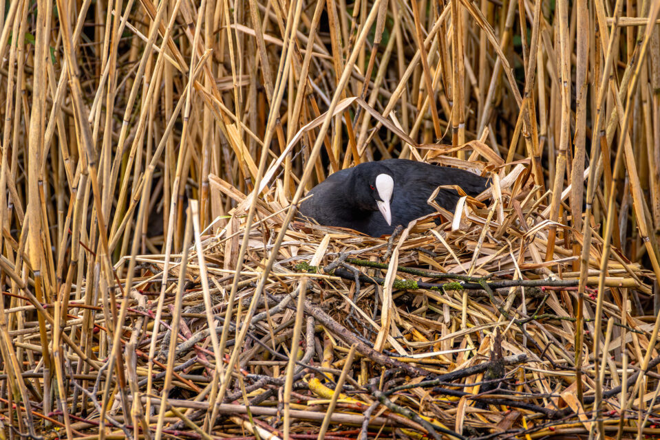 2025-03-FCa-053-Blaesshuhn-Nest Blässhuhn auf seinem Nest (mit 1120 mm aus großer Entfernung und mit Wassergraben dazwischen geschossen, sodass keine Störung entsteht)