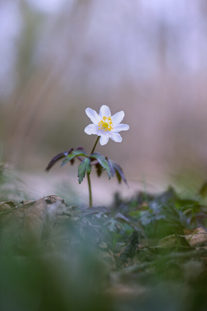 2025-03-FCa-054-Buschwindroeschen Buschwindröschen