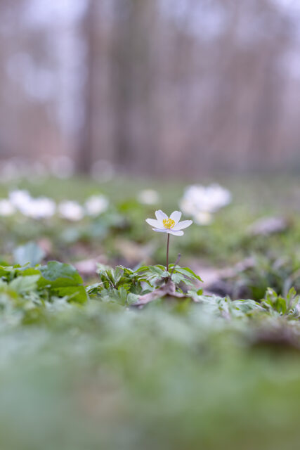 2025-03-FCa-055-Buschwindroeschen Buschwindröschen