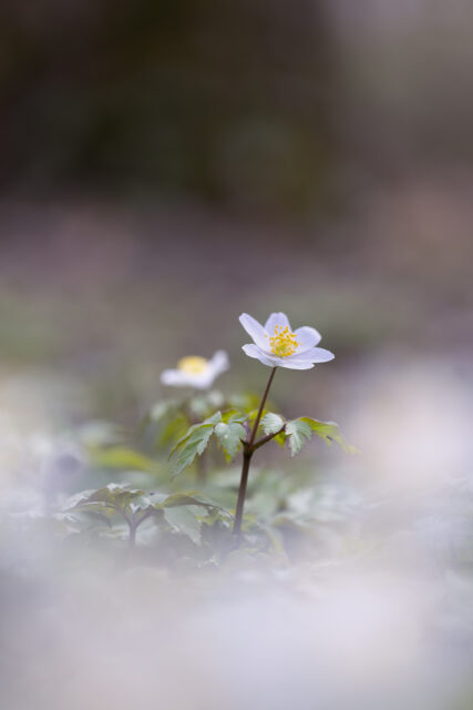 2025-03-FCa-056-Buschwindroeschen Buschwindröschen