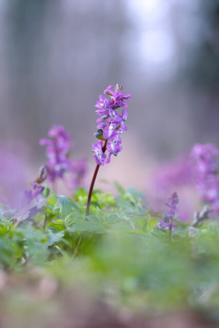 2025-03-FCa-057-Hohler-Lerchensporn Hohler Lerchensporn