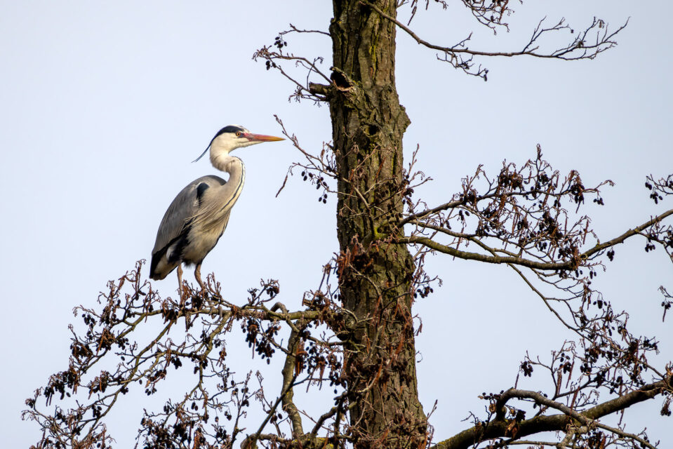 2025-03-FCa-058-Graureiher Graureiher