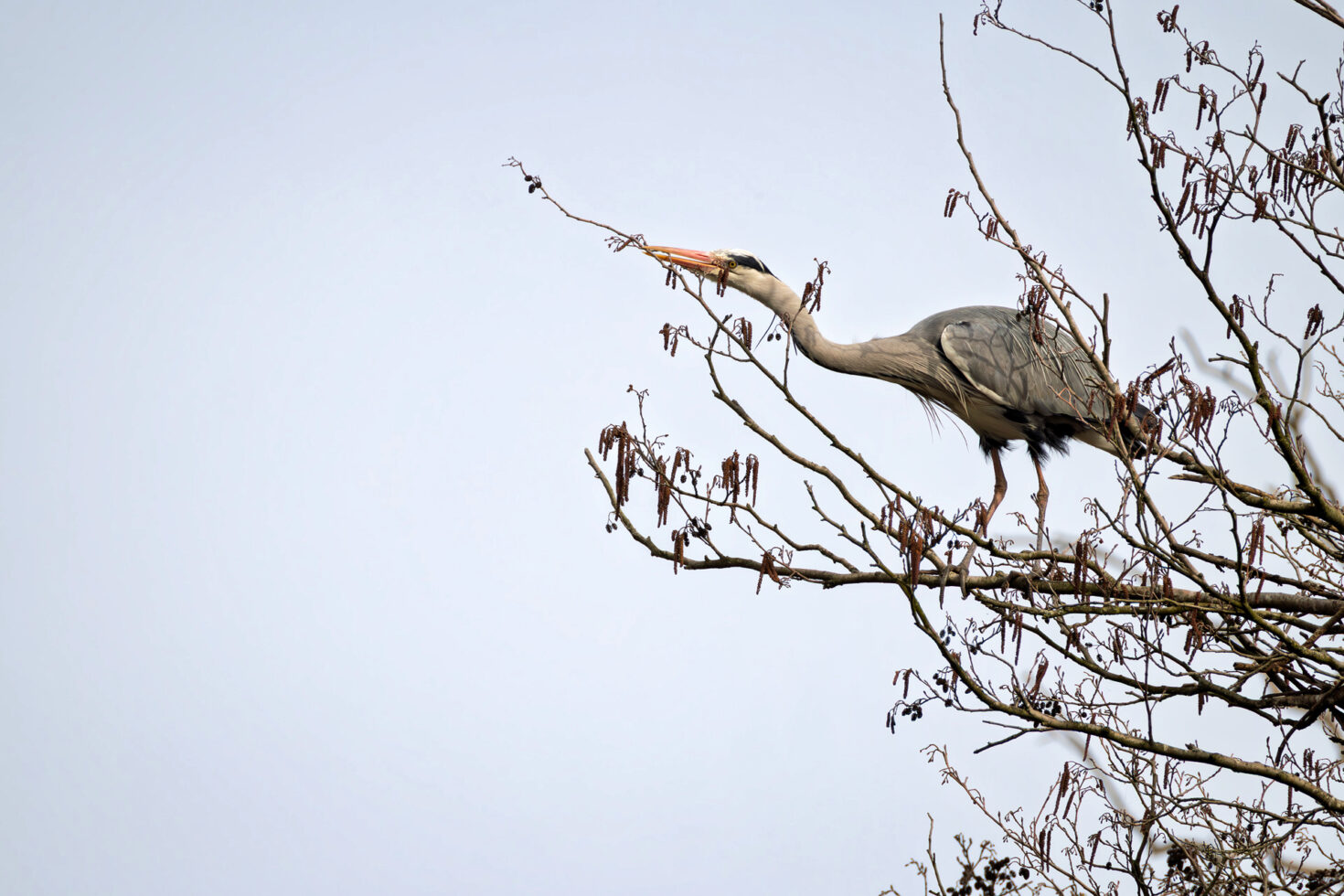 Graureiher holt Nistmaterial