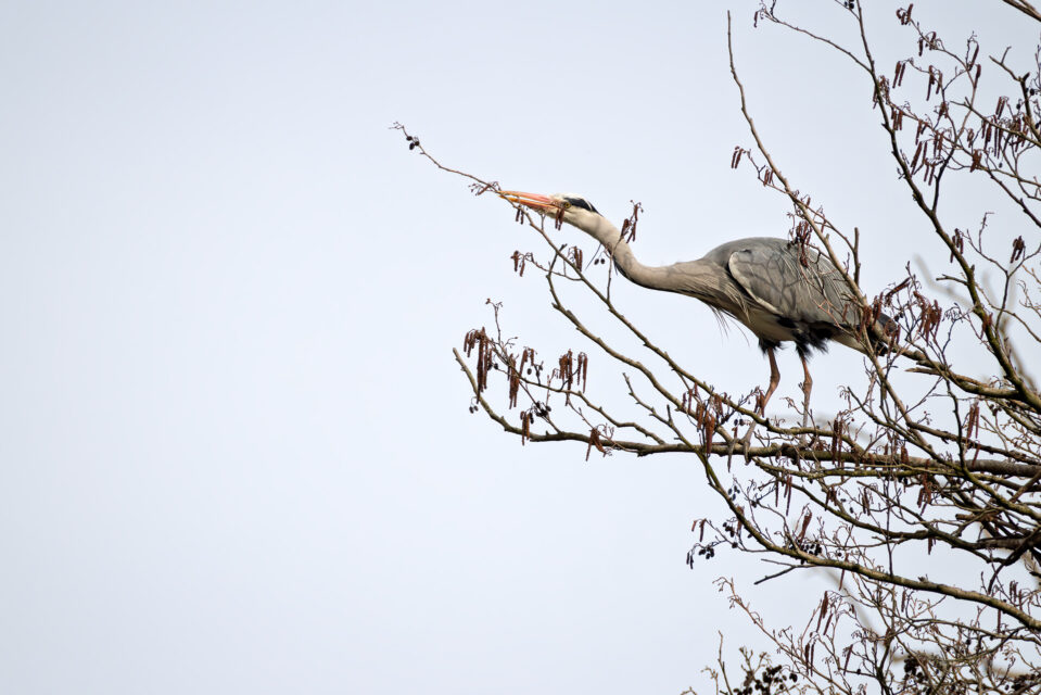 2025-03-FCa-059-Graureiher Graureiher holt Nistmaterial