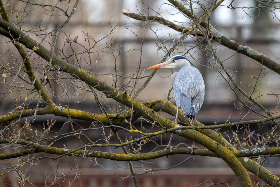 2025-03-FCa-060-Graureiher Graureiher