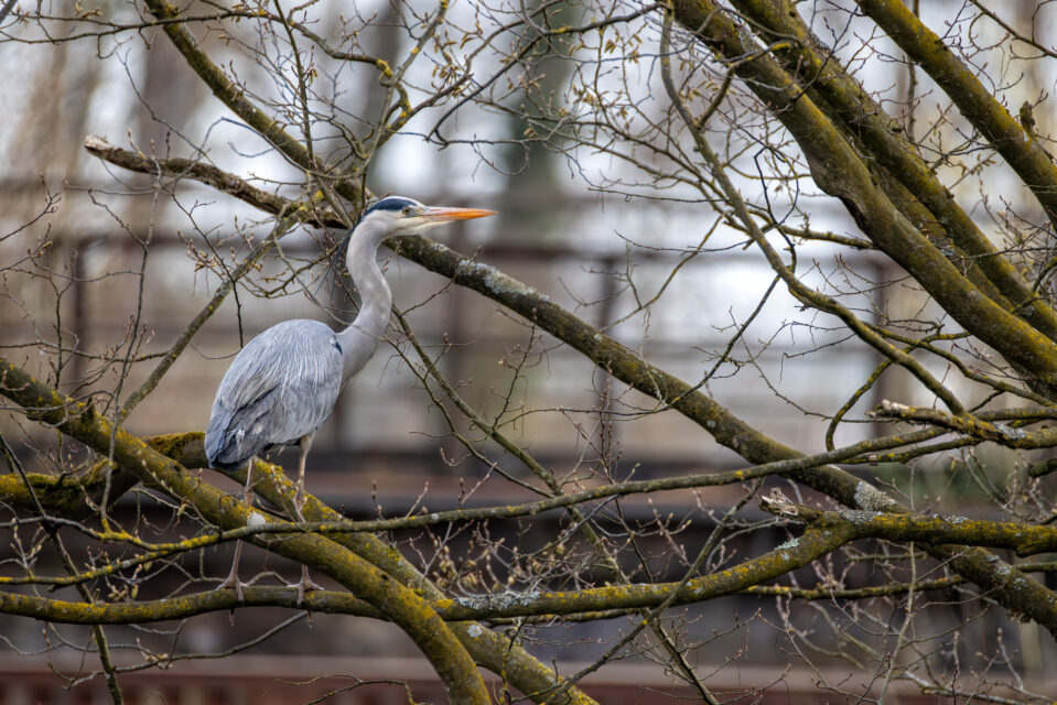 2025-03-FCa-061-Graureiher Graureiher