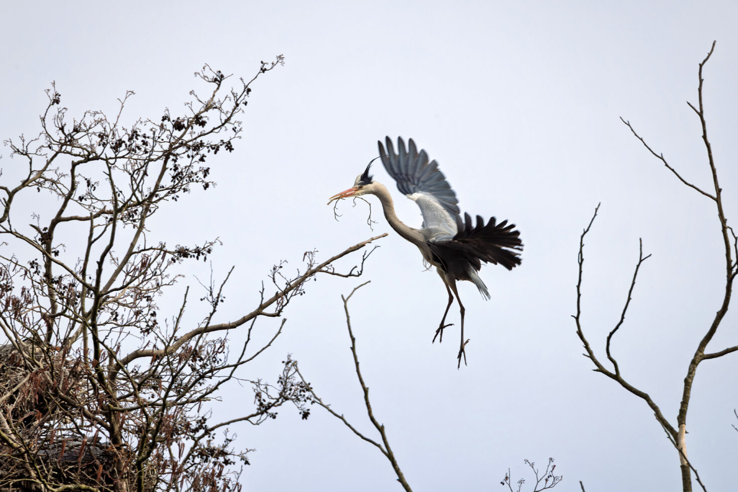 Graureiher bringt Nistmaterial
