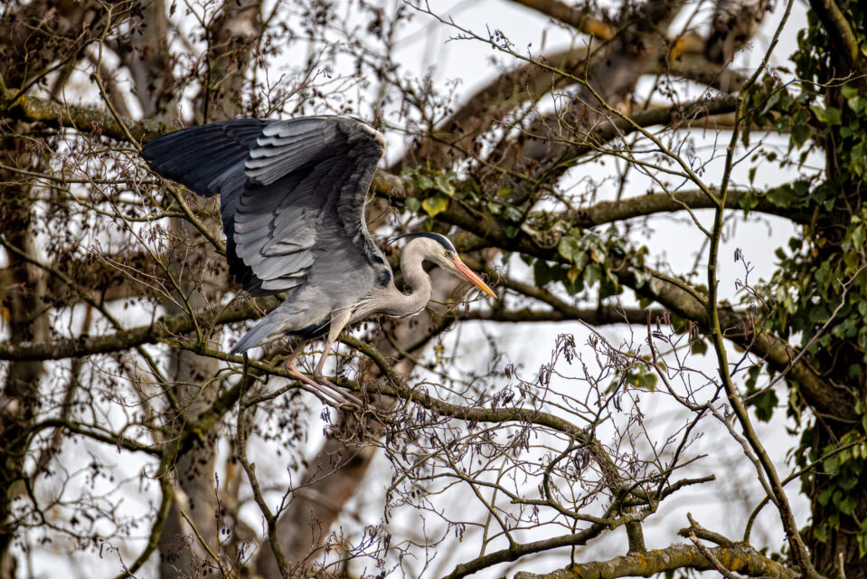 2025-03-FCa-063-Graureiher Graureiher