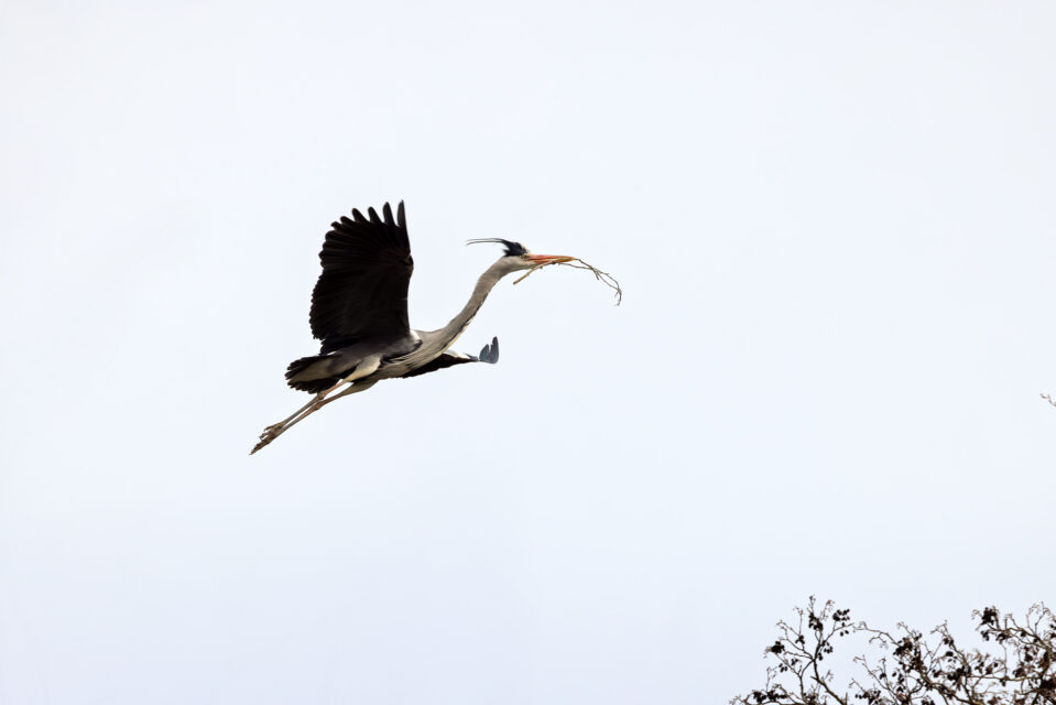 2025-03-FCa-064-Graureiher