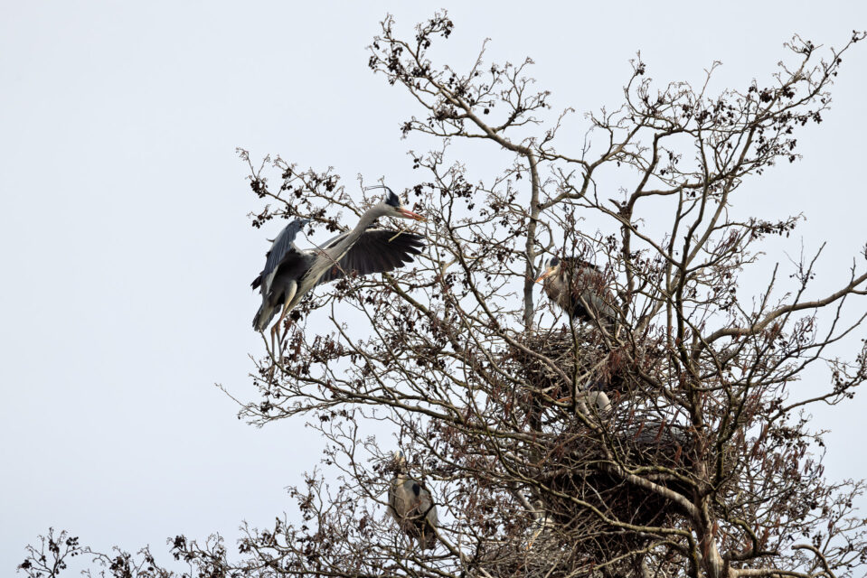 2025-03-FCa-065-Graureiher Graureiher bringt Nistmaterial