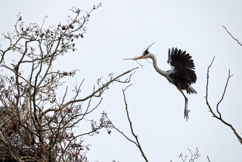2025-03-FCa-066-Graureiher Graureiher bringt Nistmaterial