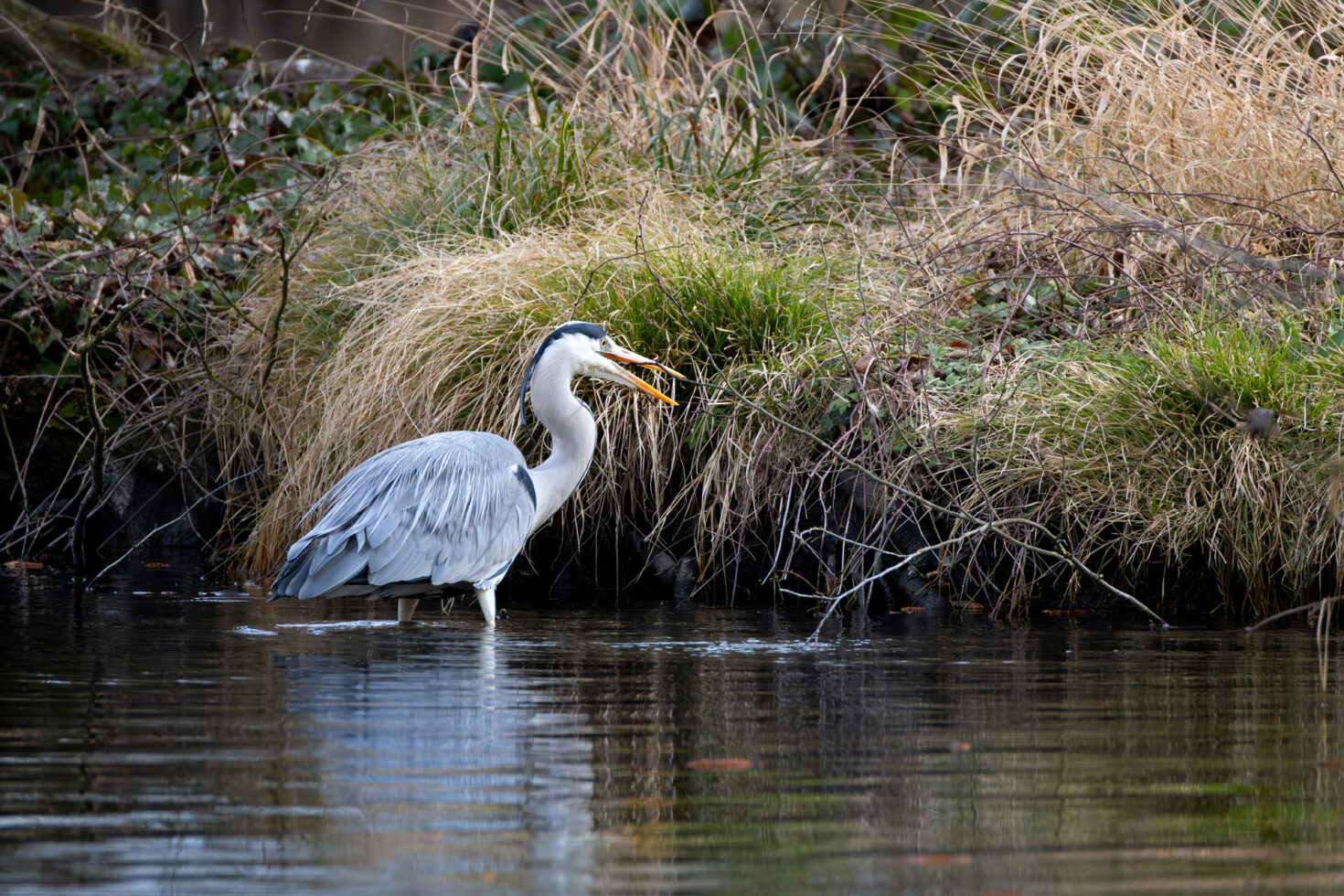 Graureiher sucht Nistmaterial