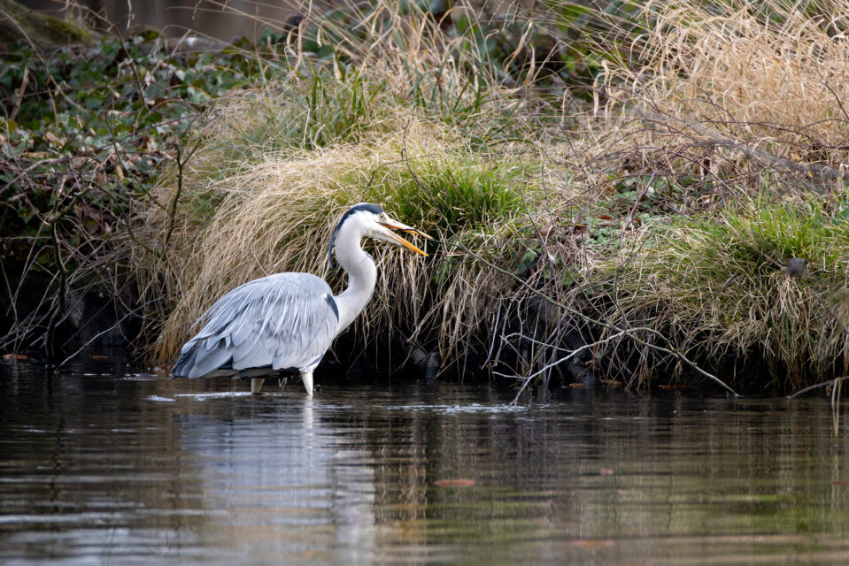 2025-03-FCa-067-Graureiher Graureiher sucht Nistmaterial