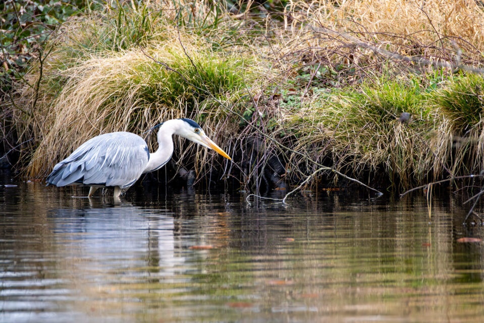 2025-03-FCa-068-Graureiher Graureiher