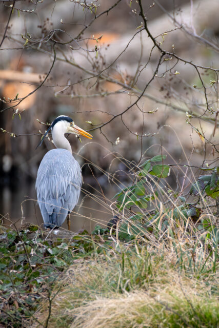 2025-03-FCa-069-Graureiher Graureiher