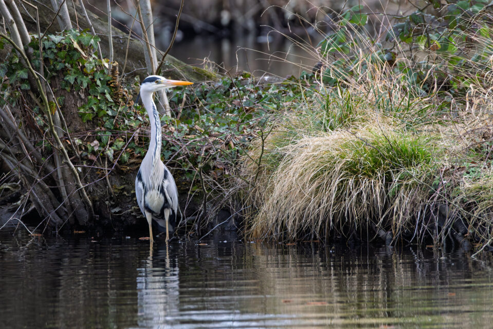 2025-03-FCa-071-Graureiher Graureiher