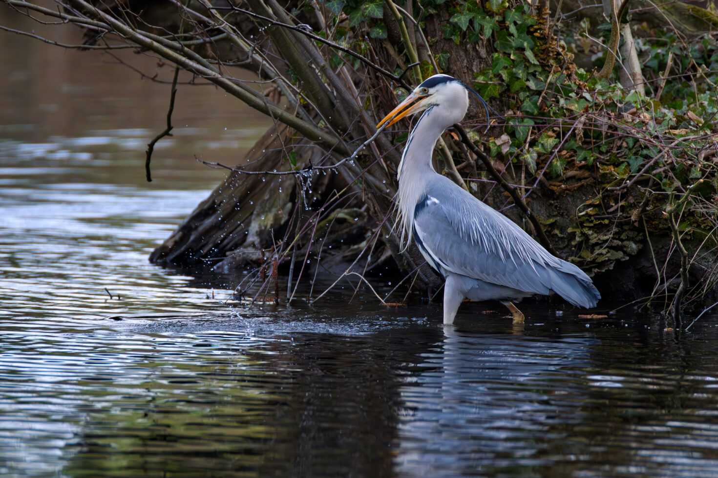 Graureiher sucht Nistmaterial