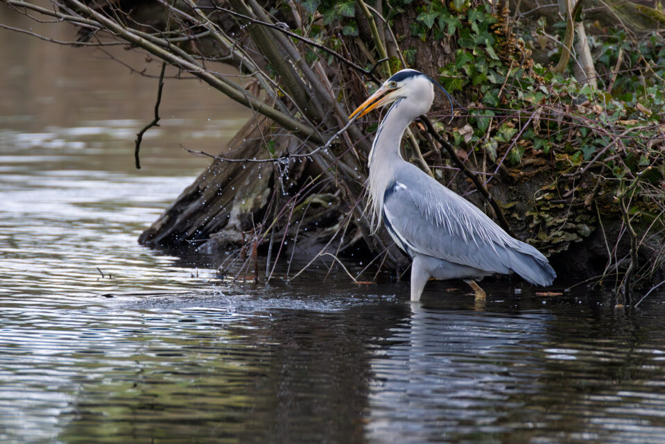 2025-03-FCa-072-Graureiher Graureiher sucht Nistmaterial