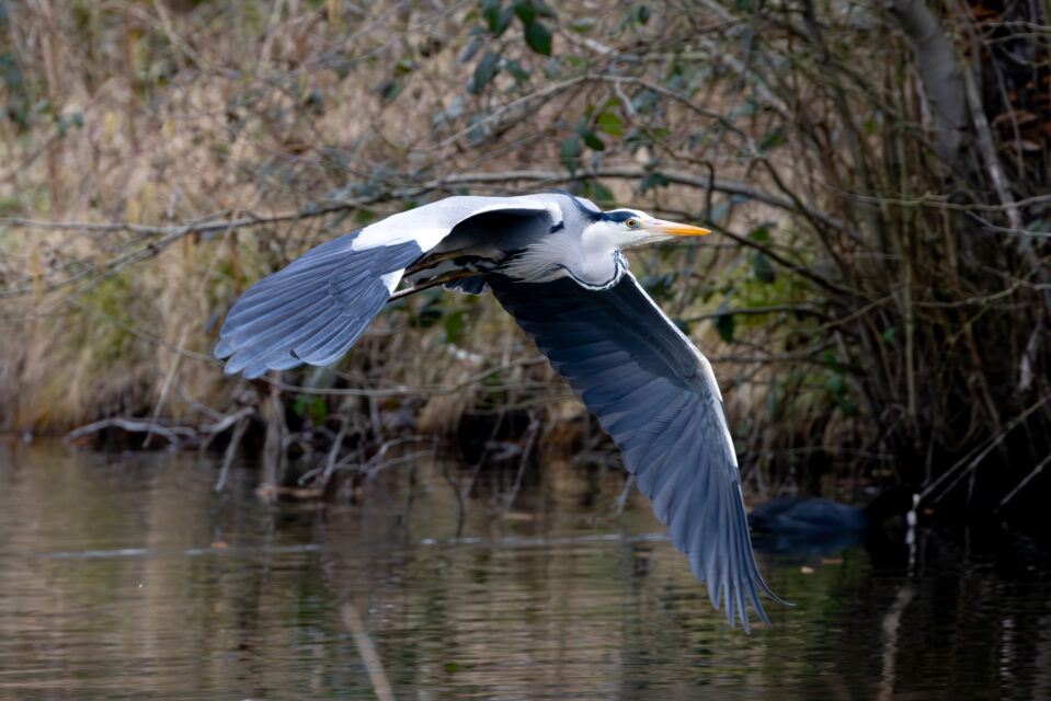 2025-03-FCa-073-Graureiher Graureiher