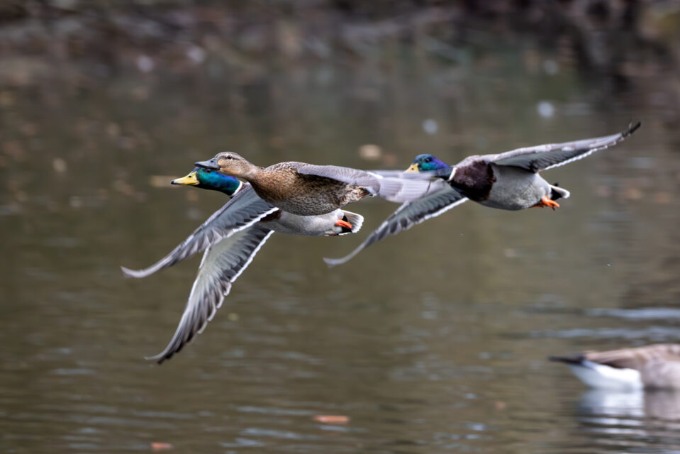 2025-03-FCa-074-Stockenten Stockenten