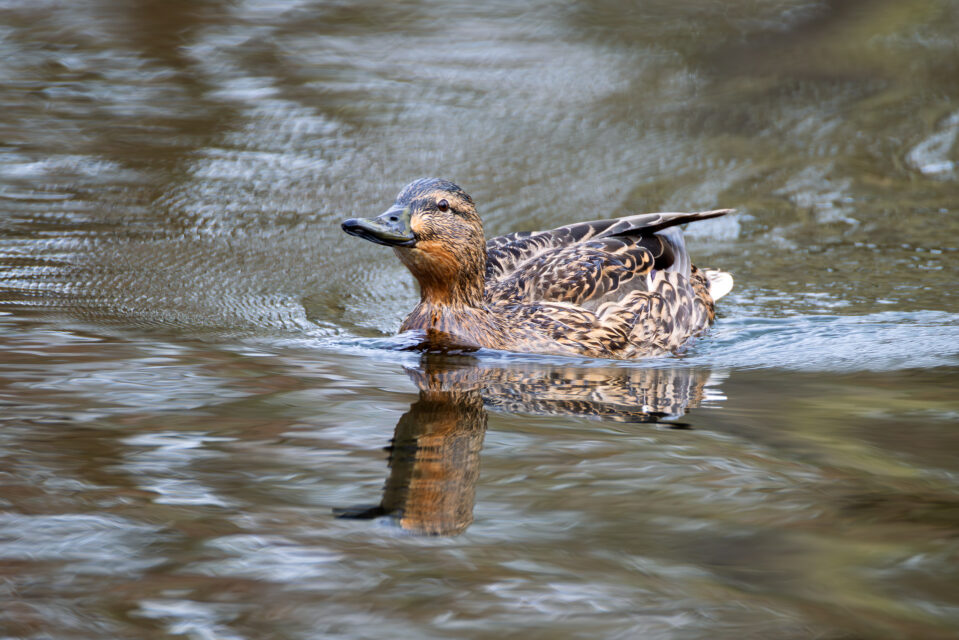 2025-03-FCa-075-Stockente-weiblich Frau Stockente