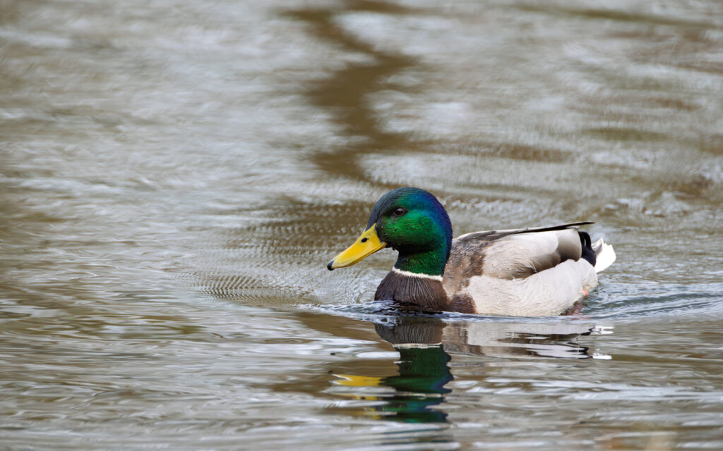 2025-03-FCa-076-Stockente-maennlich Herr Stockente