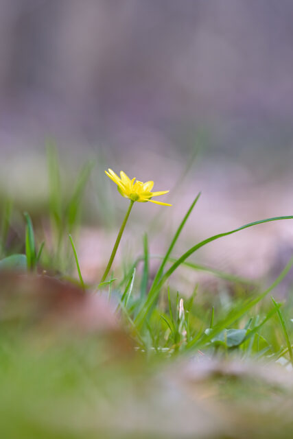 2025-03-FCa-077-Scharbockskraut Scharbockskraut