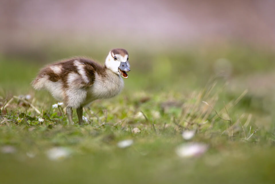 2025-03-FCa-078-Nilganskueken Nilgansküken