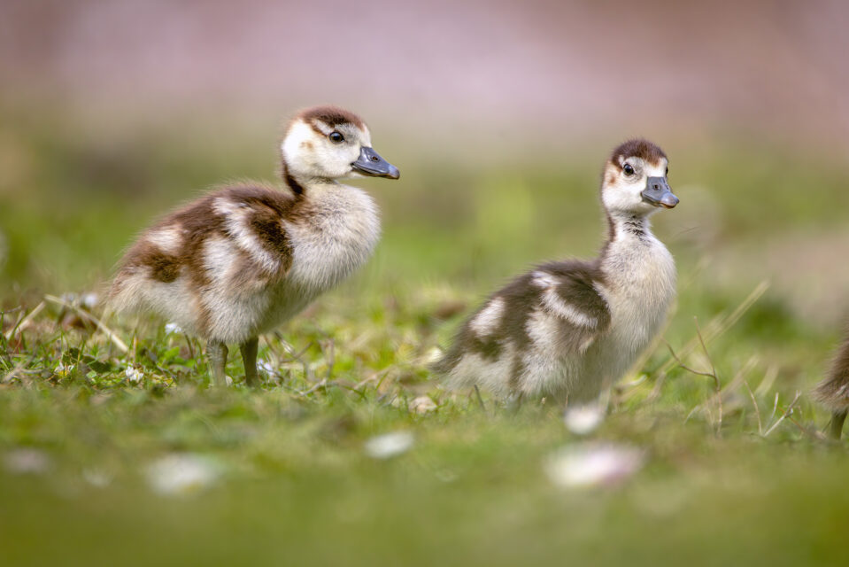 2025-03-FCa-079-Nilganskueken Nilgansküken