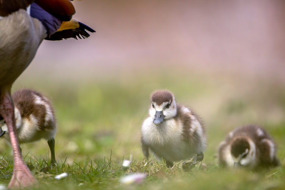 2025-03-FCa-080-Nilganskueken Nilgansküken