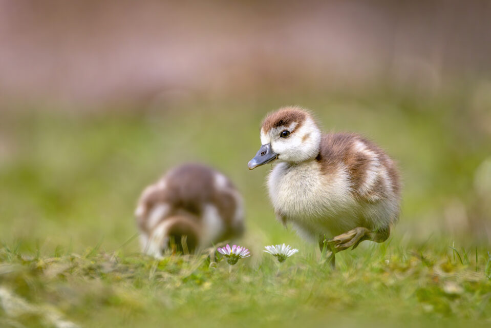 2025-03-FCa-081-Nilganskueken Nilgansküken