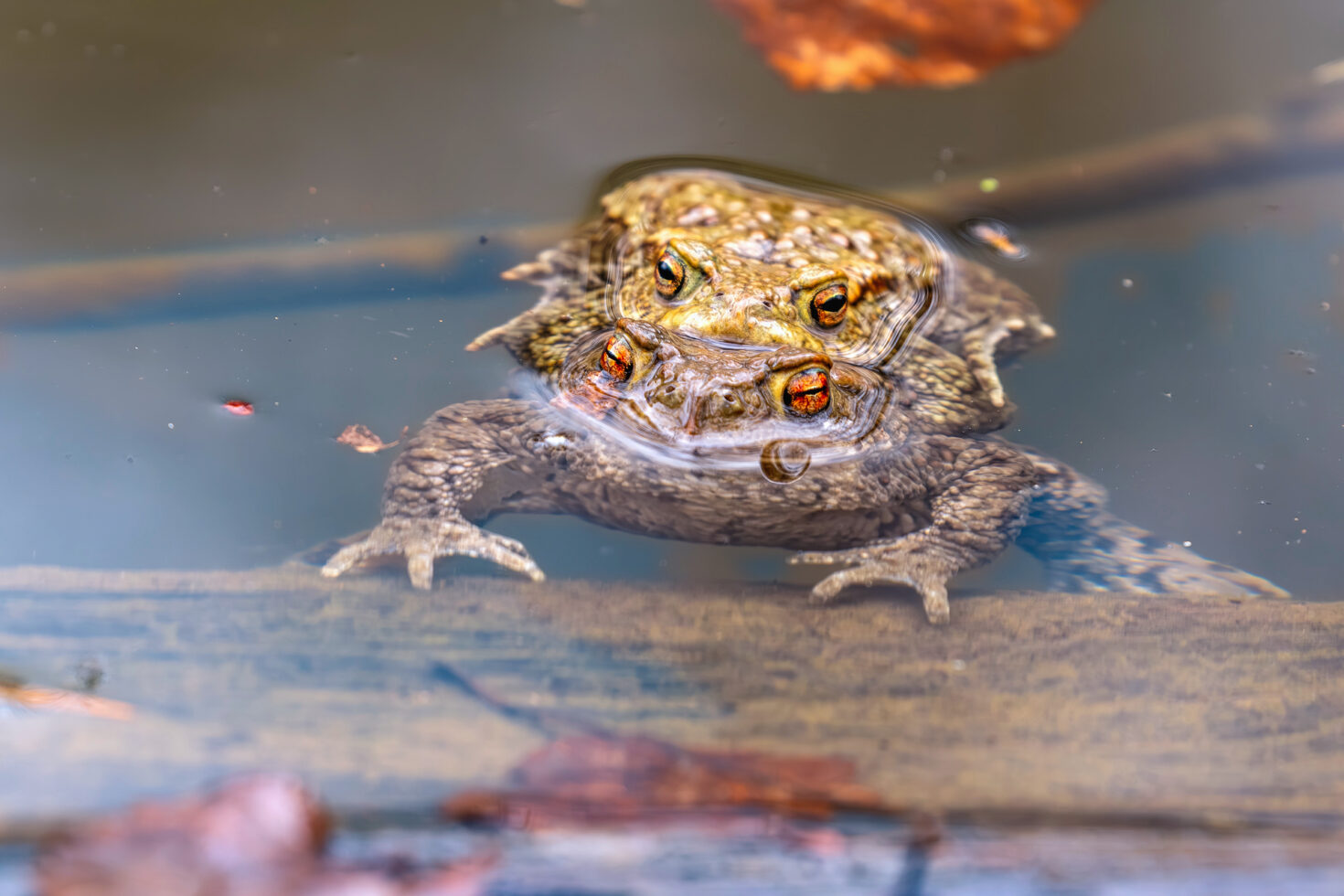2025-03-FCa-082-Erdkroeten Erdkröten