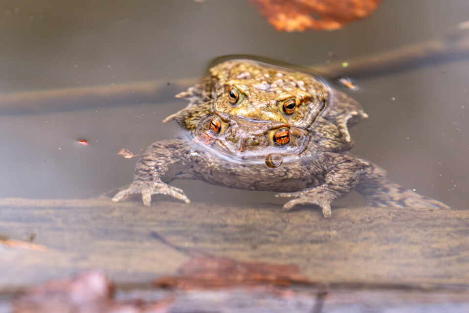 Erdkröten