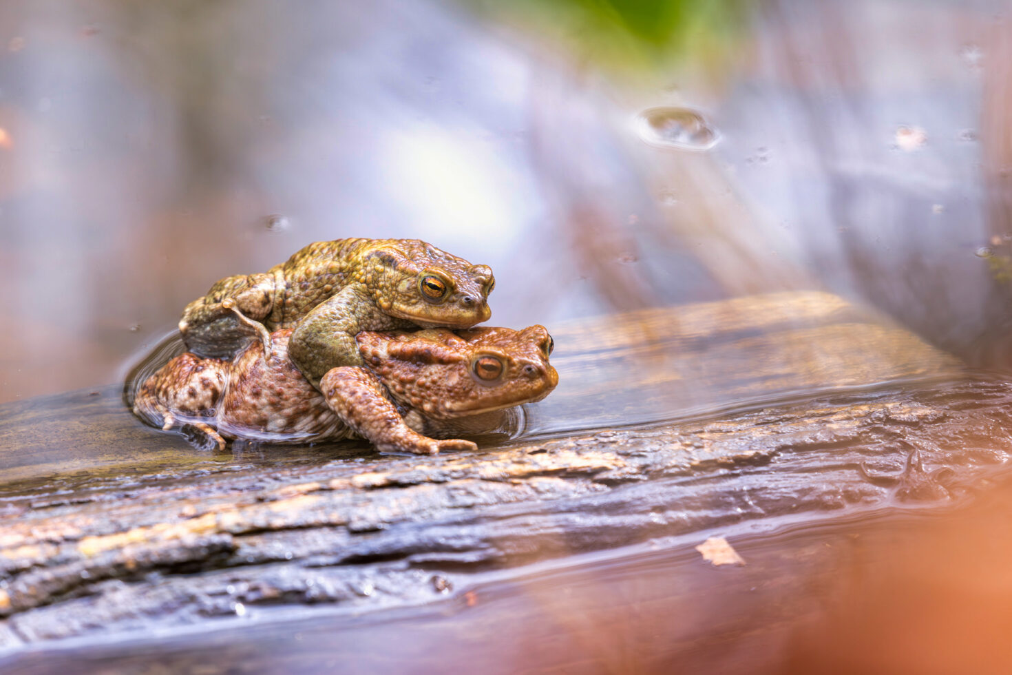 2025-03-FCa-083-Erdkroeten Erdkröten