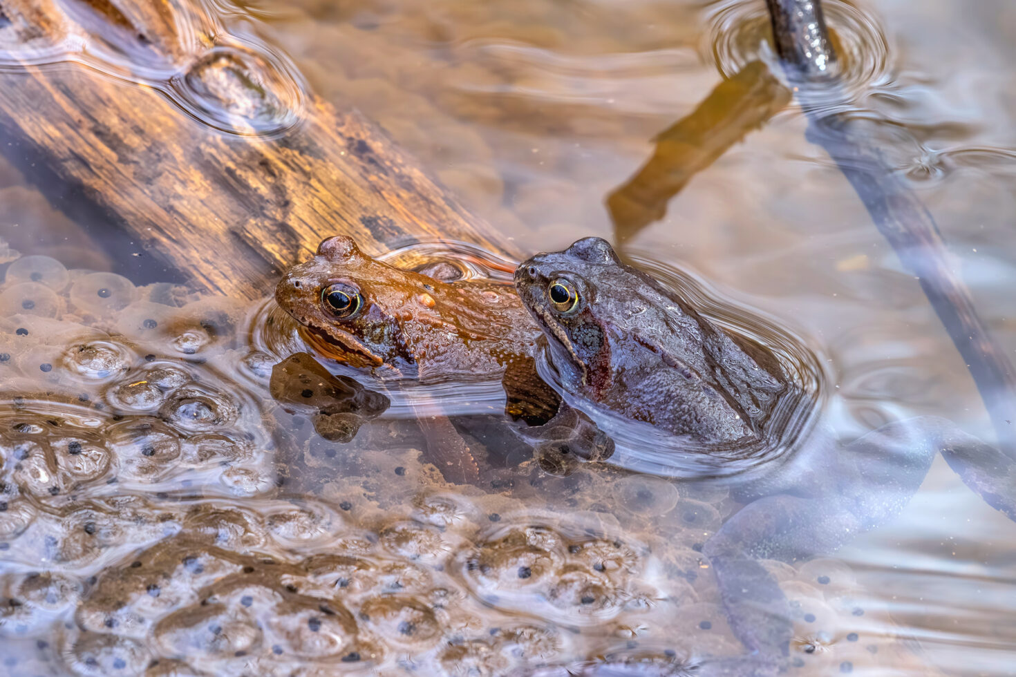 2025-03-FCa-084-Grasfroesche Grasfrösche