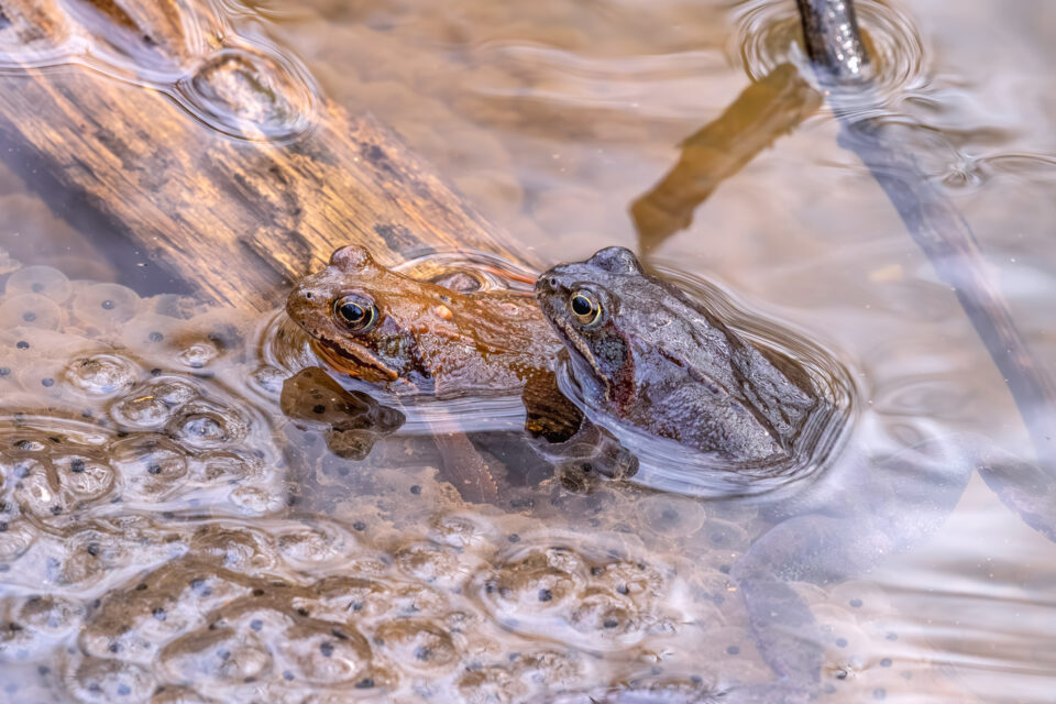 Grasfrösche