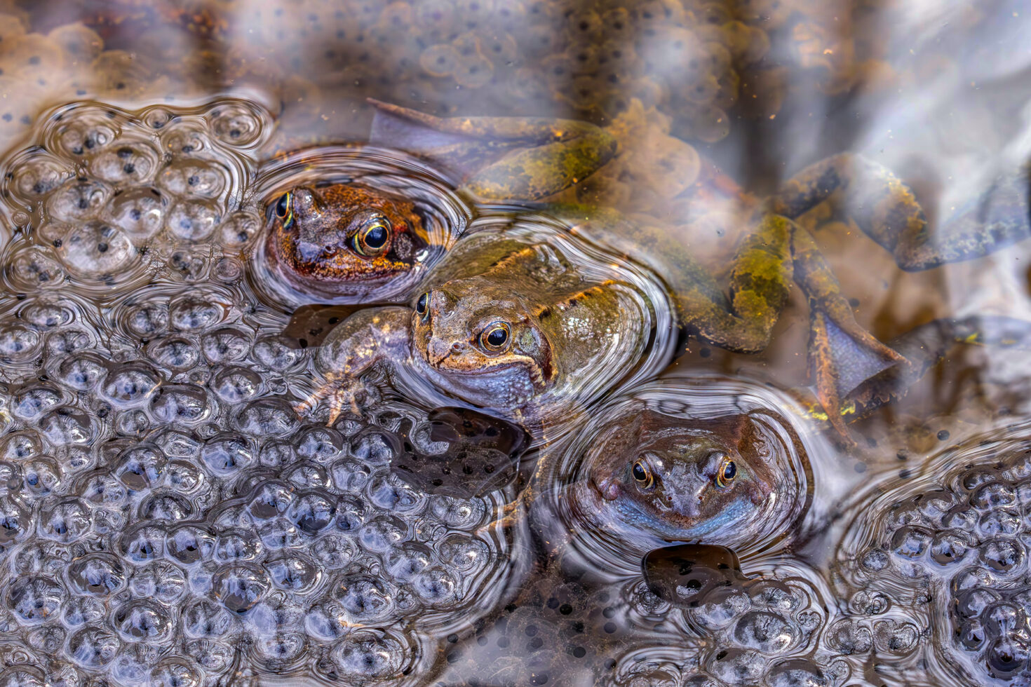 2025-03-FCa-085-Grasfroesche Grasfrösche