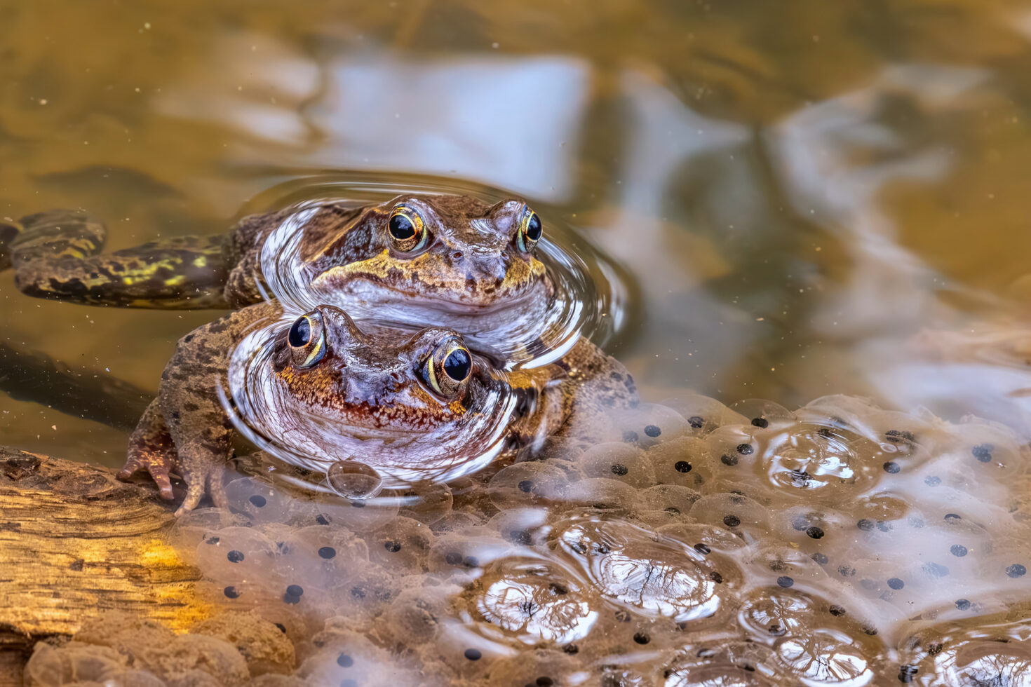 2025-03-FCa-086-Grasfroesche Grasfrösche