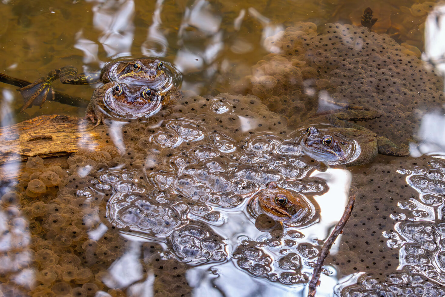 2025-03-FCa-087-Grasfroesche Grasfrösche