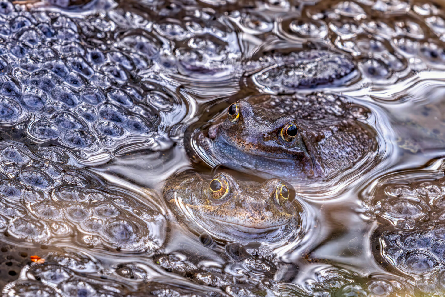 2025-03-FCa-088-Grasfroesche Grasfrösche