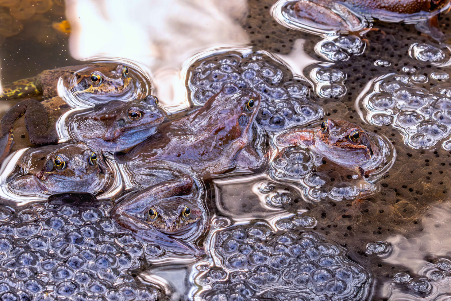 2025-03-FCa-089-Grasfroesche Grasfrösche