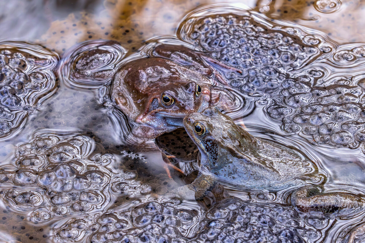 2025-03-FCa-090-Grasfroesche Grasfrösche