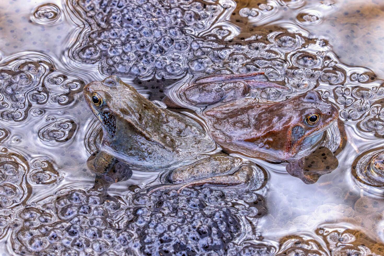 2025-03-FCa-091-Grasfroesche Grasfrösche