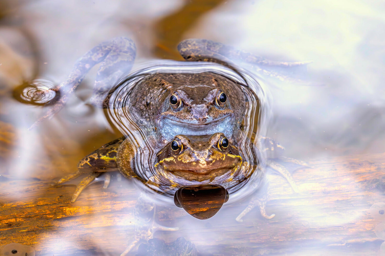 2025-03-FCa-092-Grasfroesche Grasfrösche