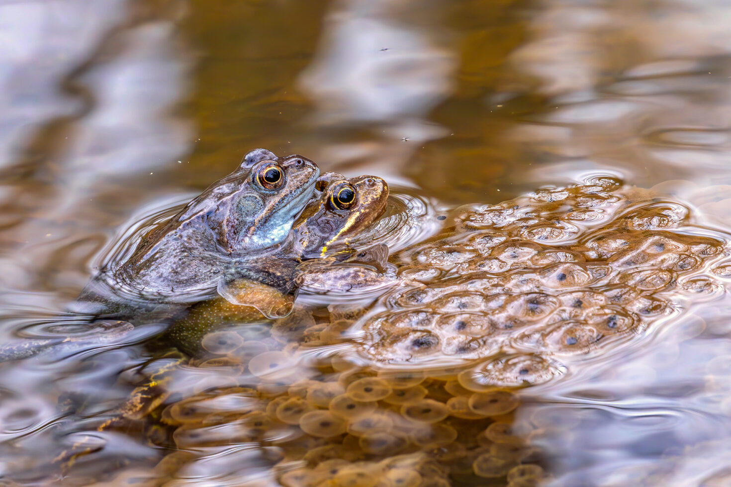 2025-03-FCa-093-Grasfroesche Grasfrösche