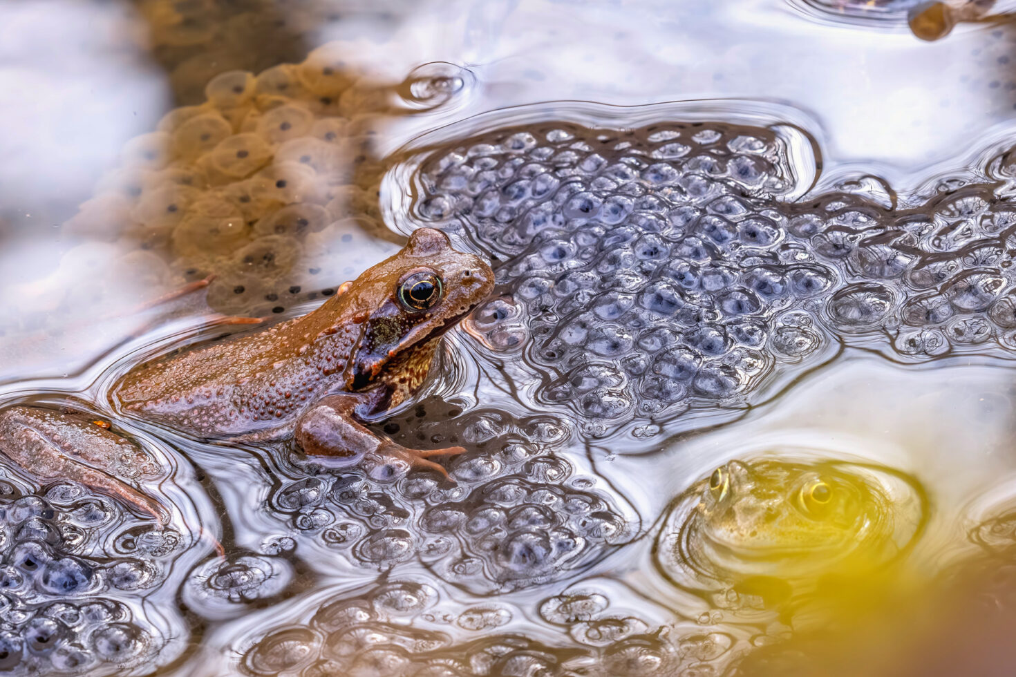 2025-03-FCa-094-Grasfrosch Grasfrosch