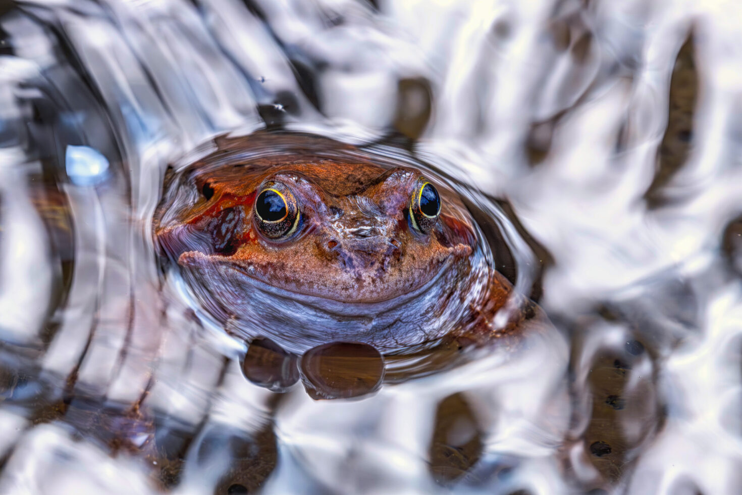2025-03-FCa-095-Grasfrosch Grasfrosch